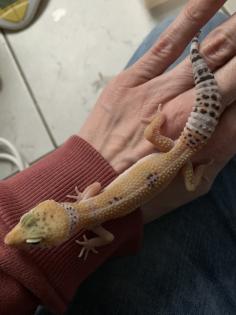 1. 0 Tangerine Het Raptor Leopardgecko Männchen Enz 22 Übergabe Houten oder Hamm möglich