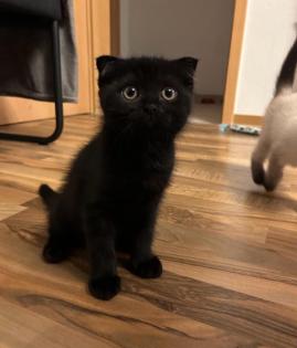 Kitten Abgabebereit