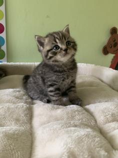 Reinrassige BKH Kitten