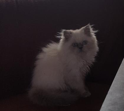 Perser Kitten Kater Colourpoint blaue Augen