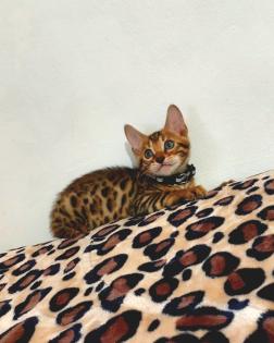 Bengal katze Baby Katzen