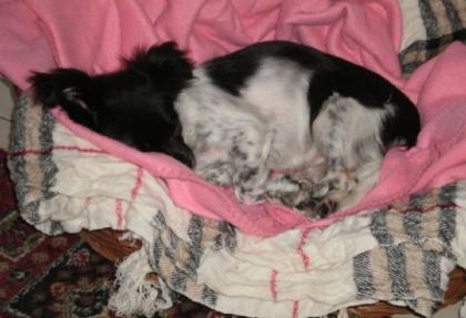 Lucy - weil die kleine Hundedame krank war sollte sie eingeschläfert werden