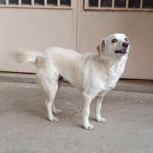 Ameli / Status sucht ein Zuhause