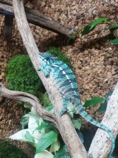 Pantherchamäleon mit Terrarium