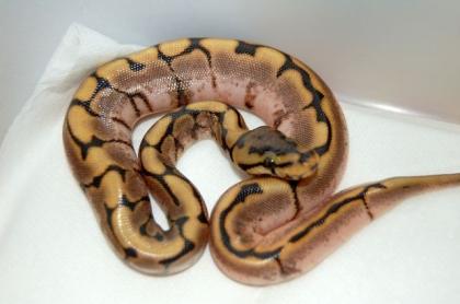 Biete Python regius Nachzuchten 2022 Calider Fire Spider Oddball Firefly