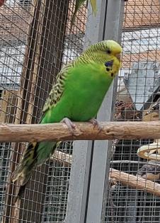 Wellensittichhenne sucht neuen Körnergeber
