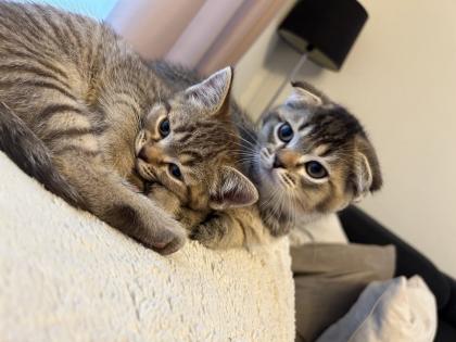 Kitten Abgabebereit