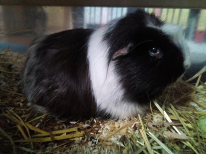 Meerschweinchen zu verschenken