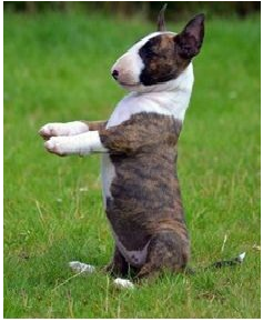 Bullterrier welpen sehr sehr klein 12 Wochen Jahresimpfung CHIP EU-Impfpa