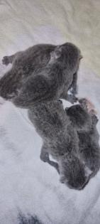 Russisch Blau Kitten