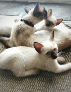 Süße SIAM seal point Kater ab August