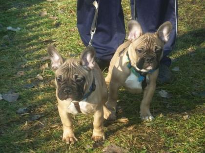 Französiche Bulldoggenwelpen in verschiedenen Farben