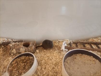 Wüstenrennmaus mit Terrarium