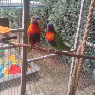 Gebirkslori Pärchen