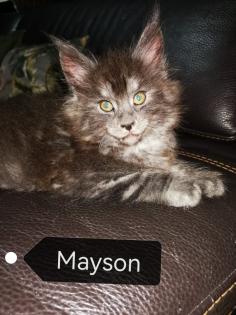 Main-Coon Kitten reinrassig