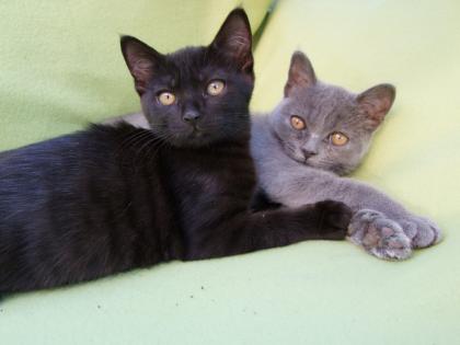 Zwei kleine Kätzchen / Kitten