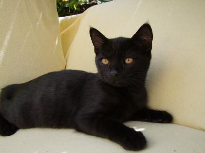 Zwei kleine Kätzchen / Kitten