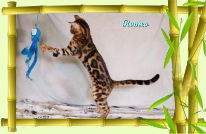 Exklusiver und pfiffiger Bengal Kater Donat Rosetten Eyecatcher unkastriert