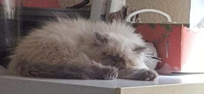 Perser Jungtier Kater Colourpoint blaue Augen