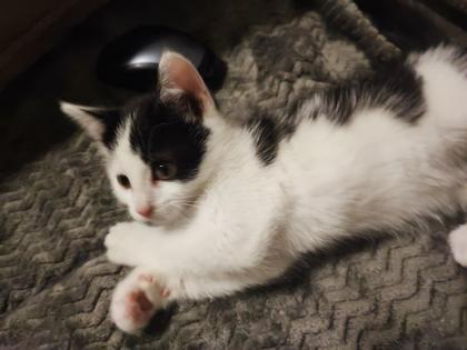 Ekh Babykatzen Kitten