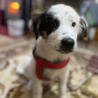 Orestes / Status sucht ein Zuhause