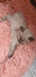Reinrassig sibirische waldkatze neva Maine Coon siam perser bkh