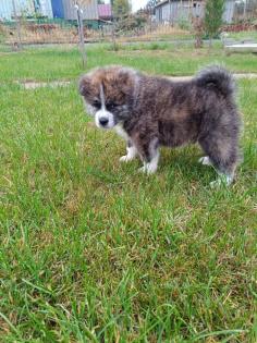 Japanische Akita Inu welpen
