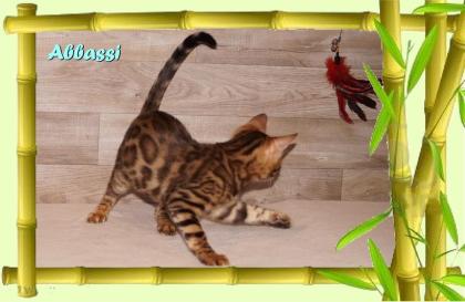 Bengal Kater sehr pfiffig keck und immer fröhlich sucht ein tolles Zuhause