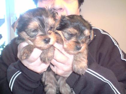 Süße Yorkshire Terrier Wepen mit Papieren golddust spalter 1Rüde und 1Hündin