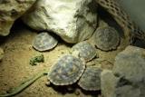 Spaltenschildkröten Malacochersus tornieri NZ 2022