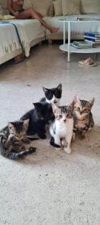 Bengal Kitten mix Baby Katze