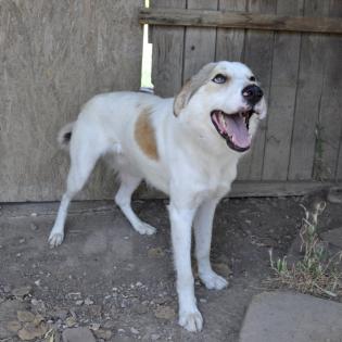 Balu sucht ein Zuhause