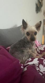 GNADENPLATZ - Eule ruhige Yorkshireterrier-Mix Dame