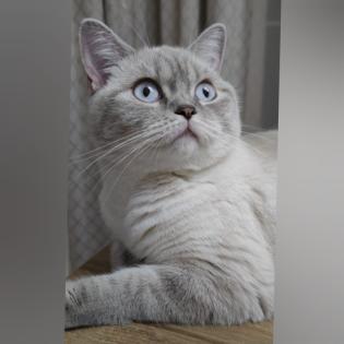 BKH Kitten suchen ein liebevolles Zuhause