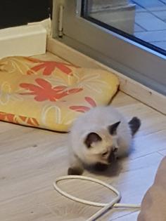 Reinrassige Balinesische Siam Kitten Langhaar Selten