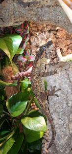 Rhacodactylus. auriculatus Gargoylegecko