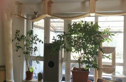 SIAM seal point Auszug ab August