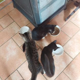 Drei kuschelige verspielte Katzen