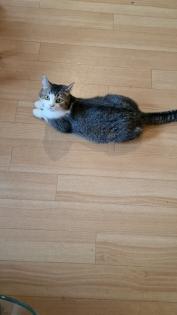 Mega süßer 3 farbiger bkh kitten kater