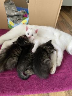 Katzenbabys Van Katze Main Coon Mischling