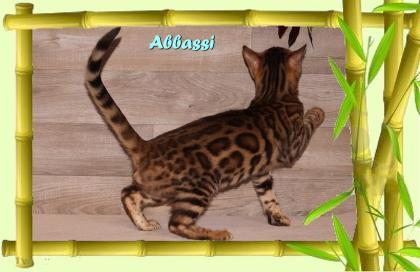 Bengal Kater sehr pfiffig keck und immer fröhlich sucht ein tolles Zuhause