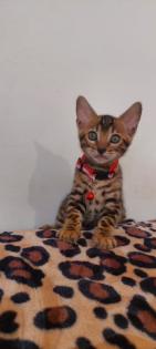 Bengal katze Baby Katzen