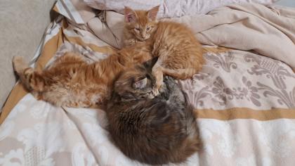 Maine Coon Katerchen Reinrassiger