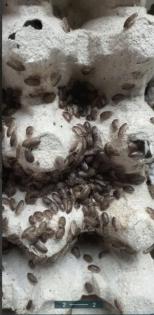 Argentinische Waldschaben BlaupticaDubia verschiedene Größen