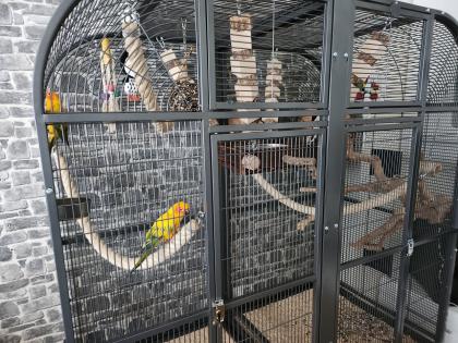 Zwei Sonnensittiche suchen ein neues zu Hause
