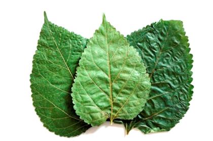 10 Maulbeerblätter Mulberry Leaves für Garnelen Krebse und Posthornschnecke