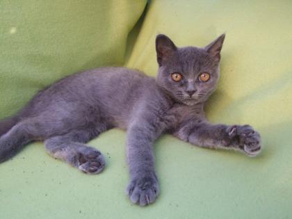 Zwei kleine Kätzchen / Kitten