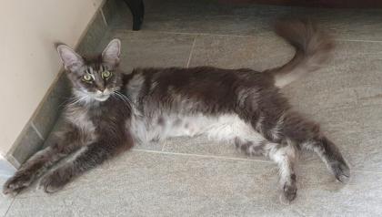 Große Maine Coon Dame mit Papieren/ kastriert