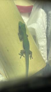Phelsuma laticauda Goldstaub-Taggecko