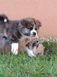 Japanische Akita Inu welpen